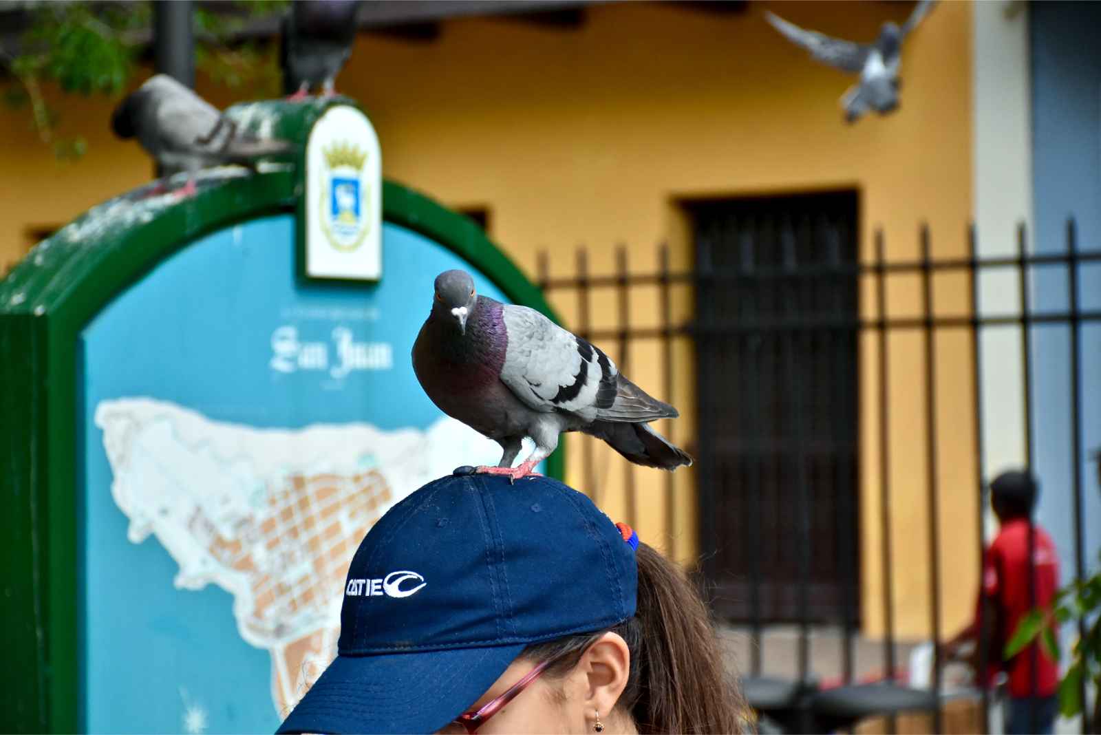 Puerto Rico es seguro visitar la estafa de caca de aves