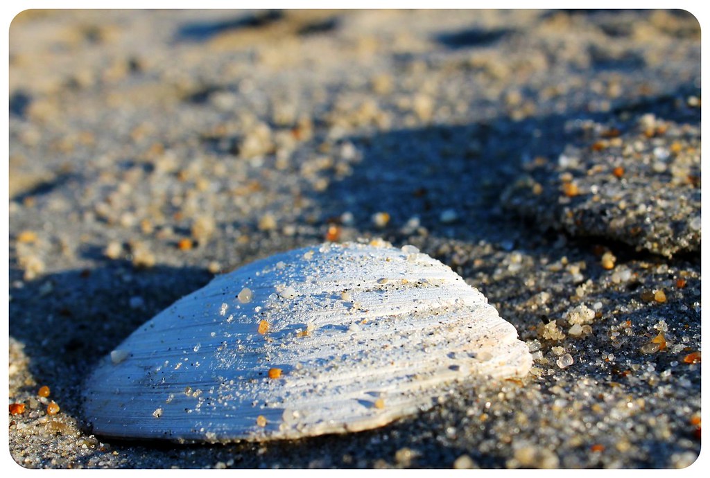 Sandy Hook New Jersey Shell