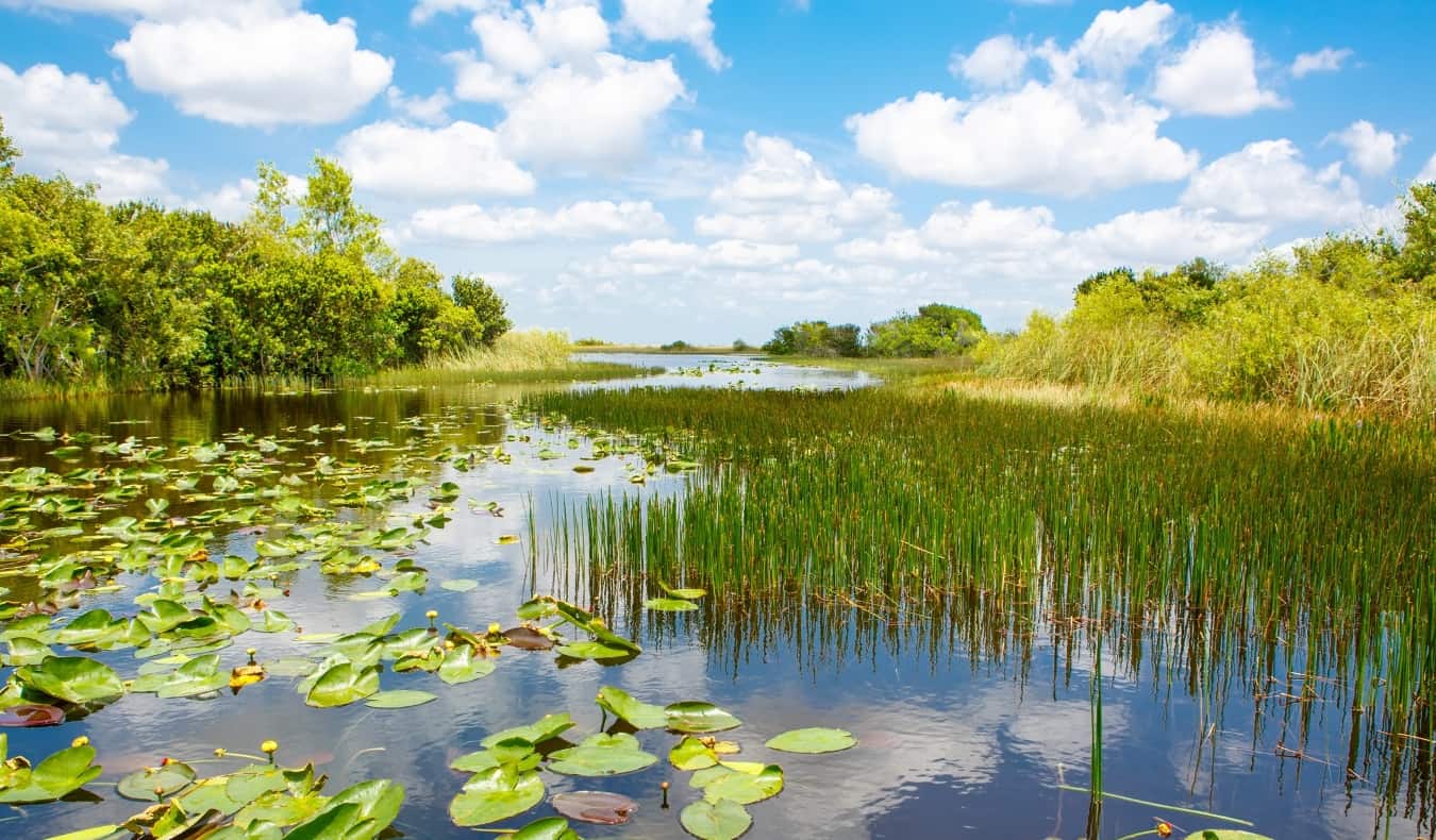 Las vías navegables pantanosas de los Everglades de Florida cerca de Miami, EE.UU.