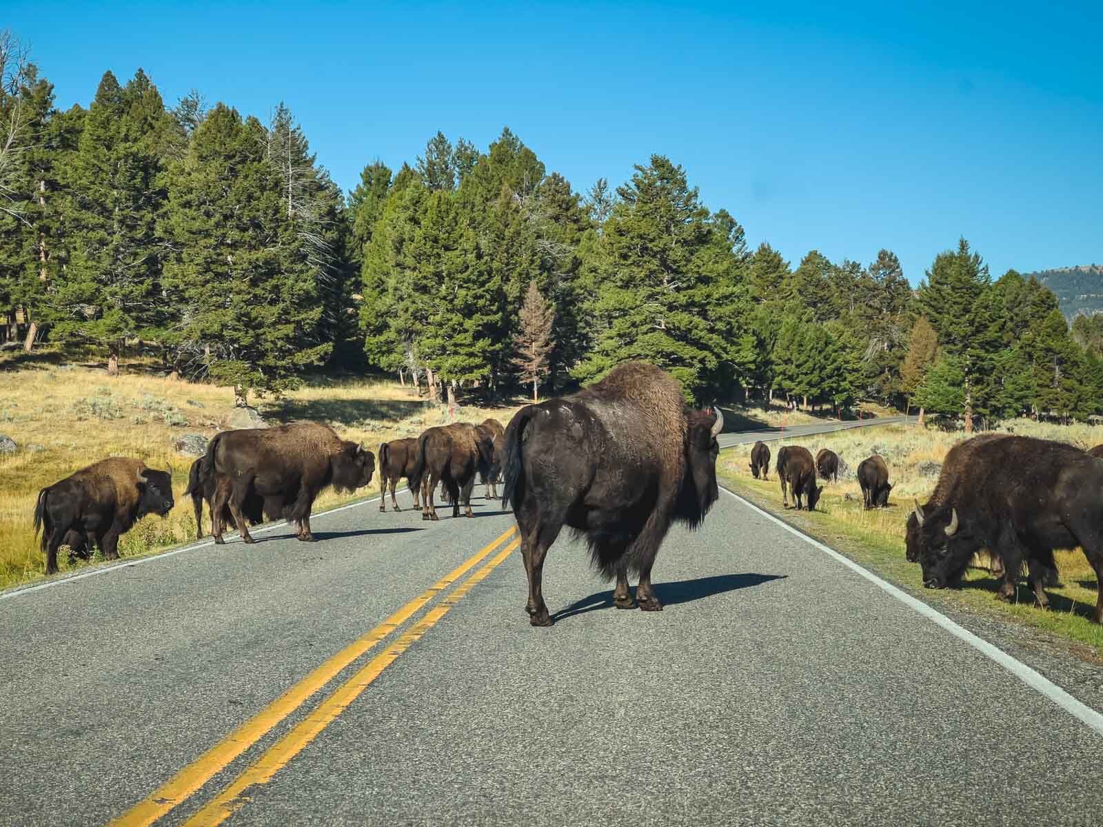 Lugares para visitar en verano EE.UU. Lamar Valley Yellowstone