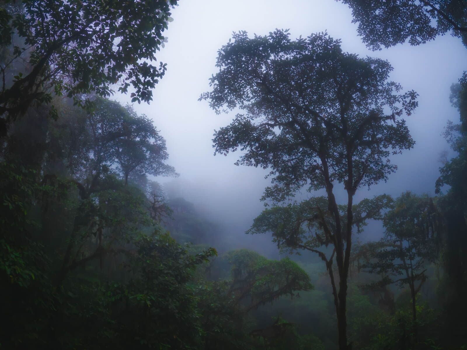 Las mejores cosas que hacer en Quito Excursión de un día en el bosque de nubes