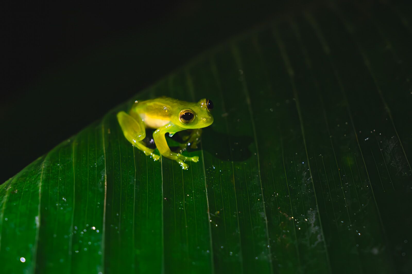 Caminata nocturna de Mashpi Lodge Ecuador