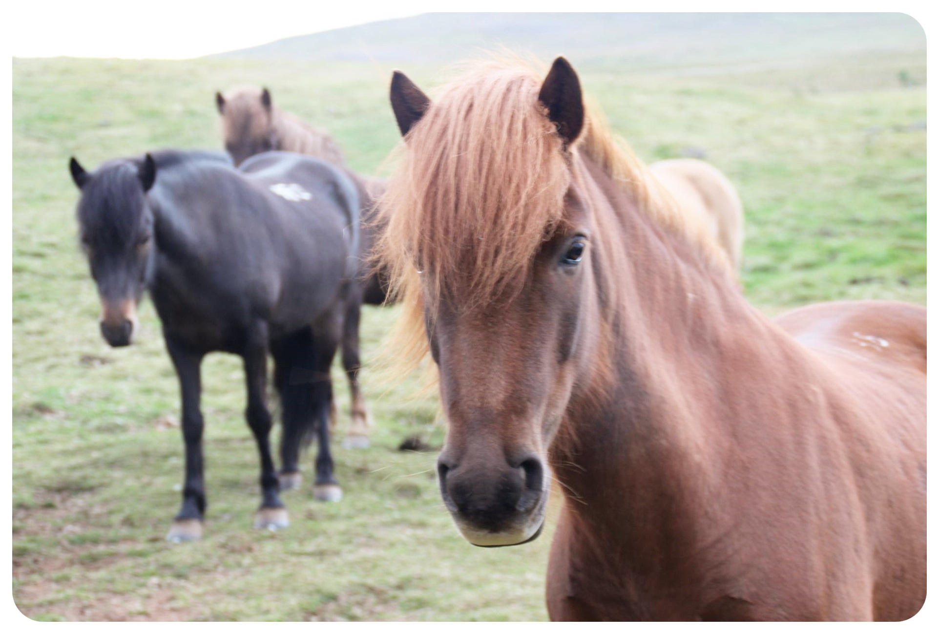 caballos islandeses