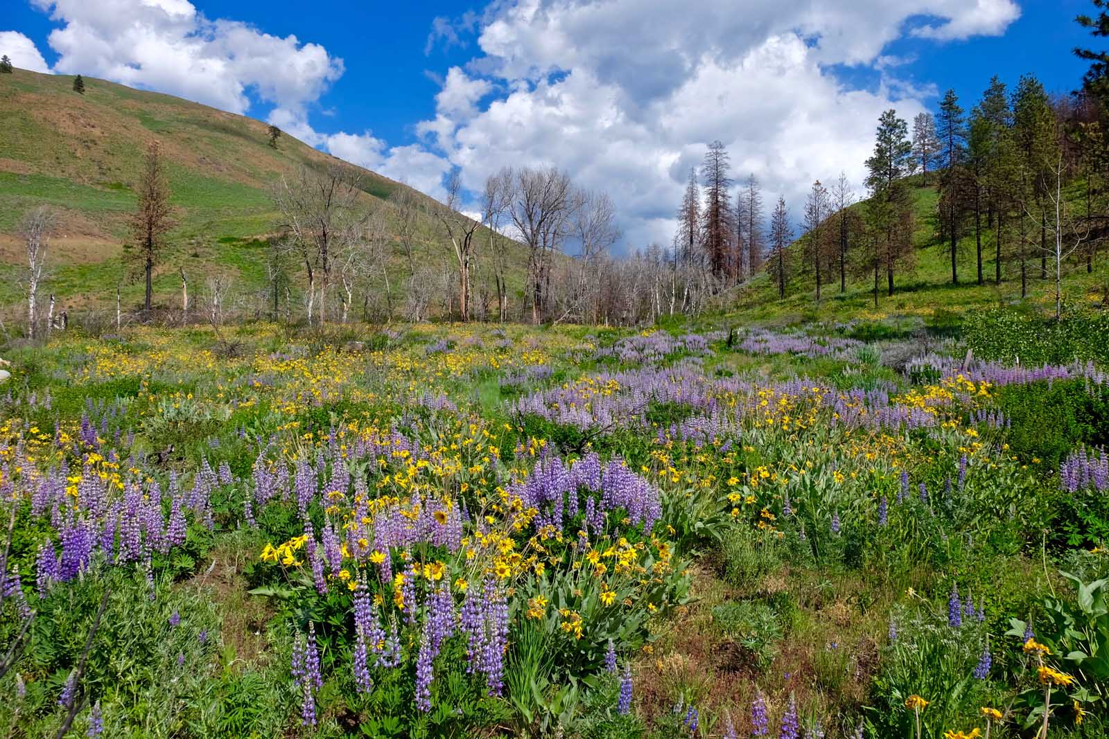 Lugares para visitar en abril EE.UU. North Cascades National Park