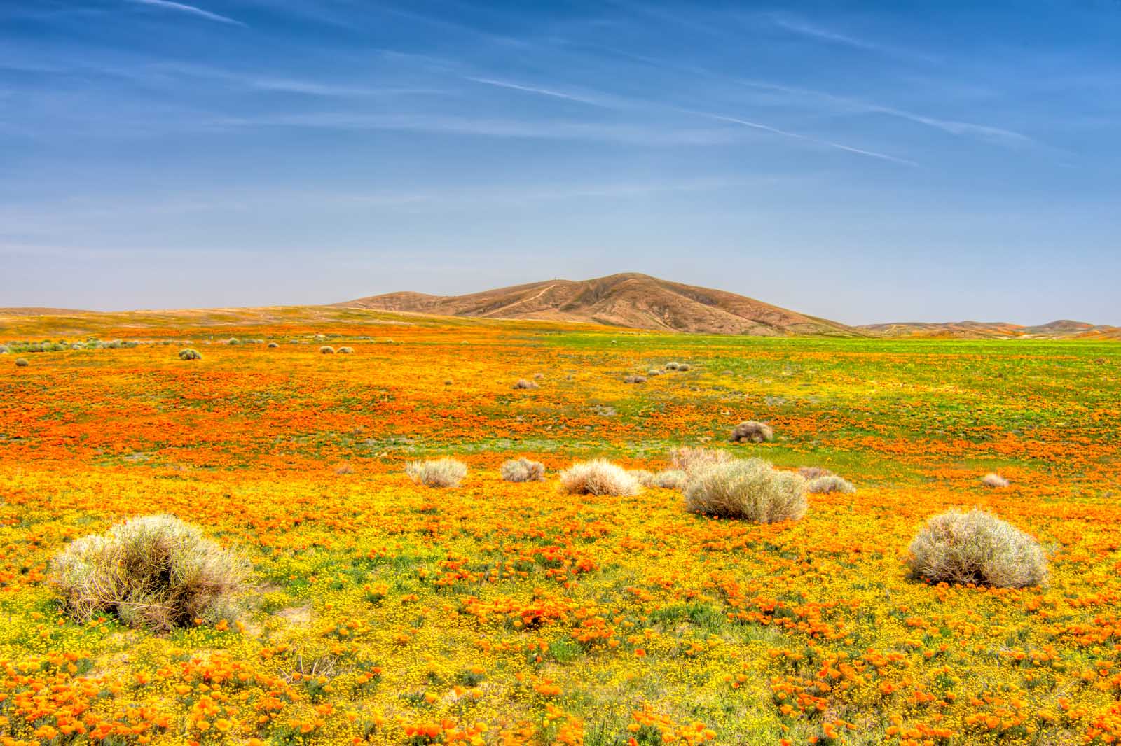 Los mejores lugares para visitar en abril en la Reserva de Amapola de California del Valle de Antelope de EE.UU.