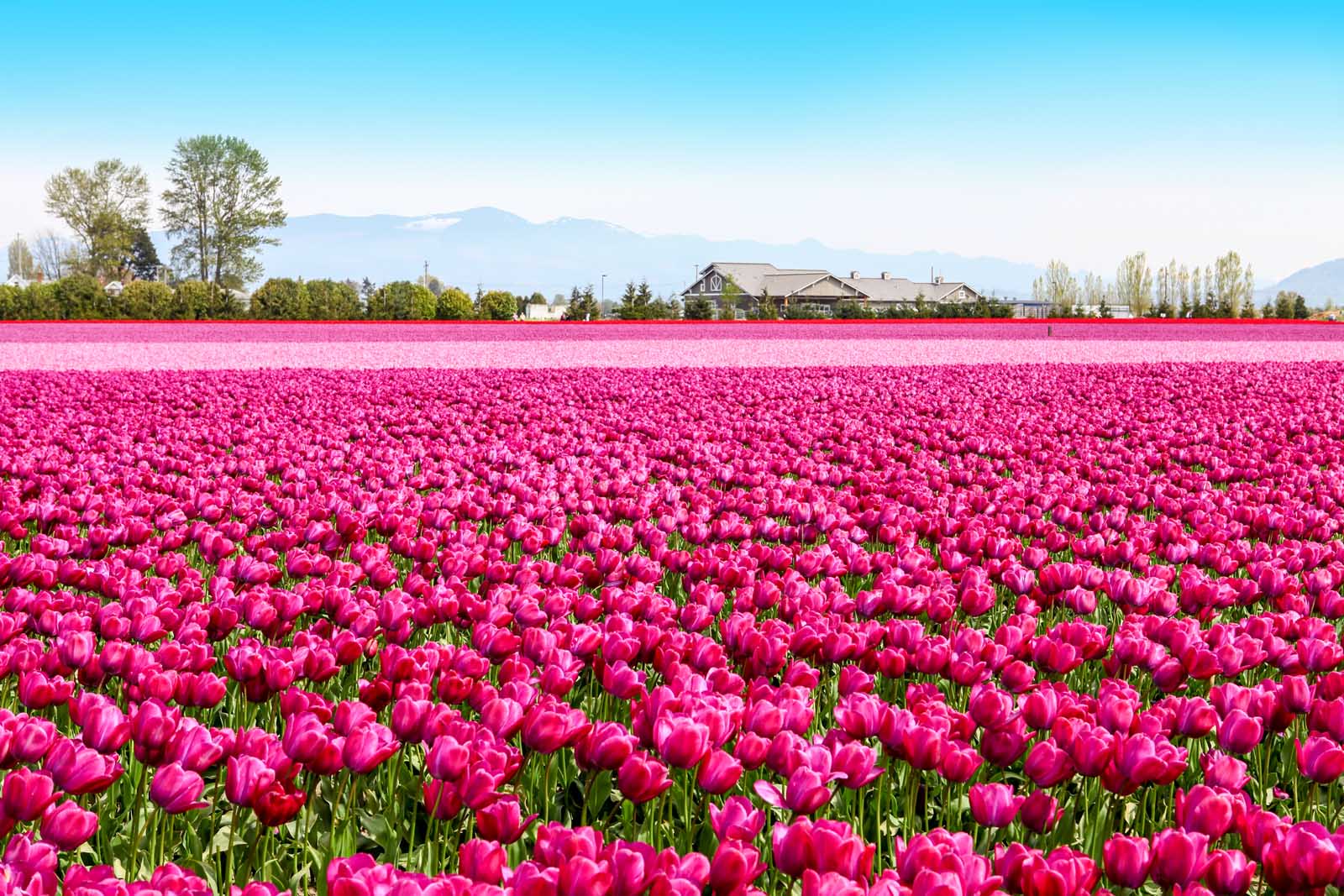 Lugares fantásticos para visitar en abril EE.UU. Skagit Valley Washington