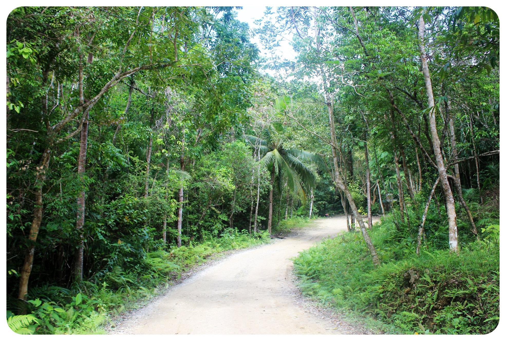 selva tropical de bohol