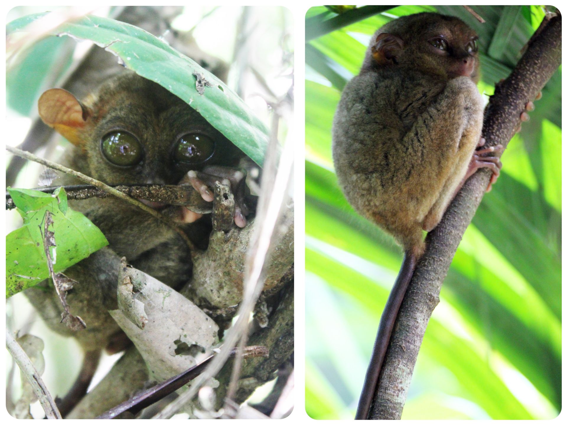 Bohol Tarsiers