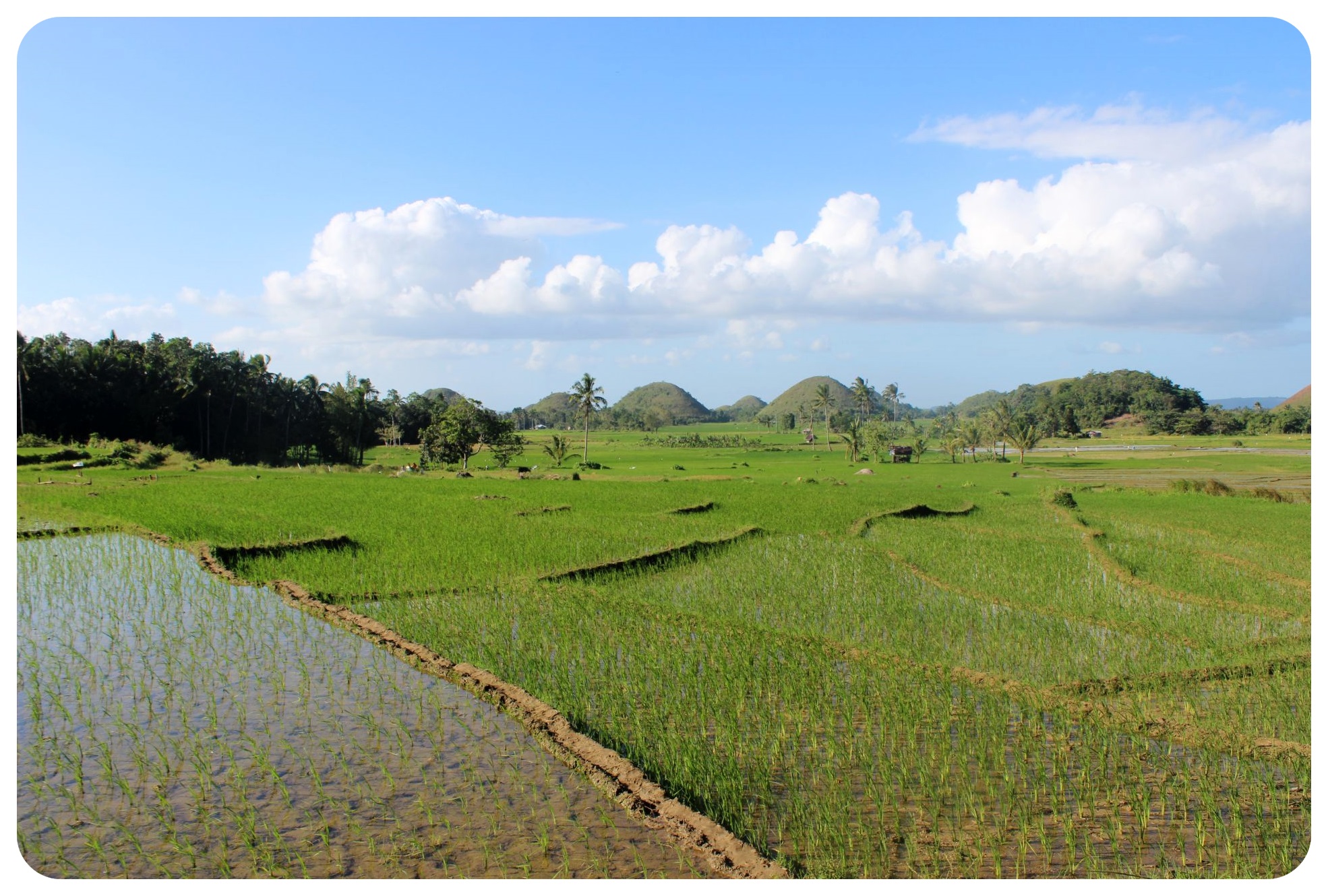 campos de arroz de bohol