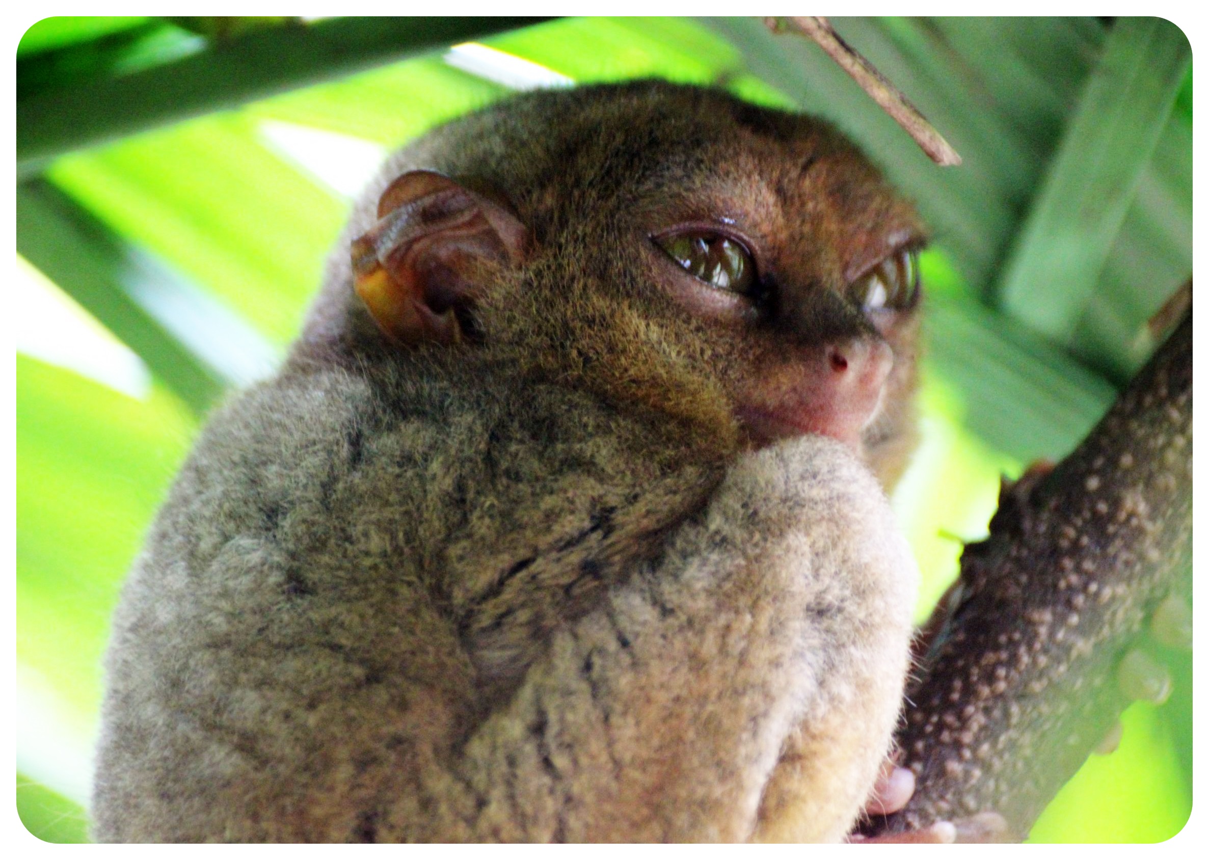 Tarsier Bohol Filipinas