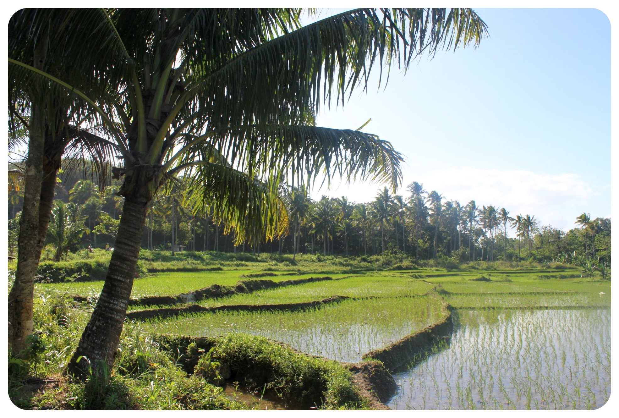 campos de arroz de Bohol Filipinas