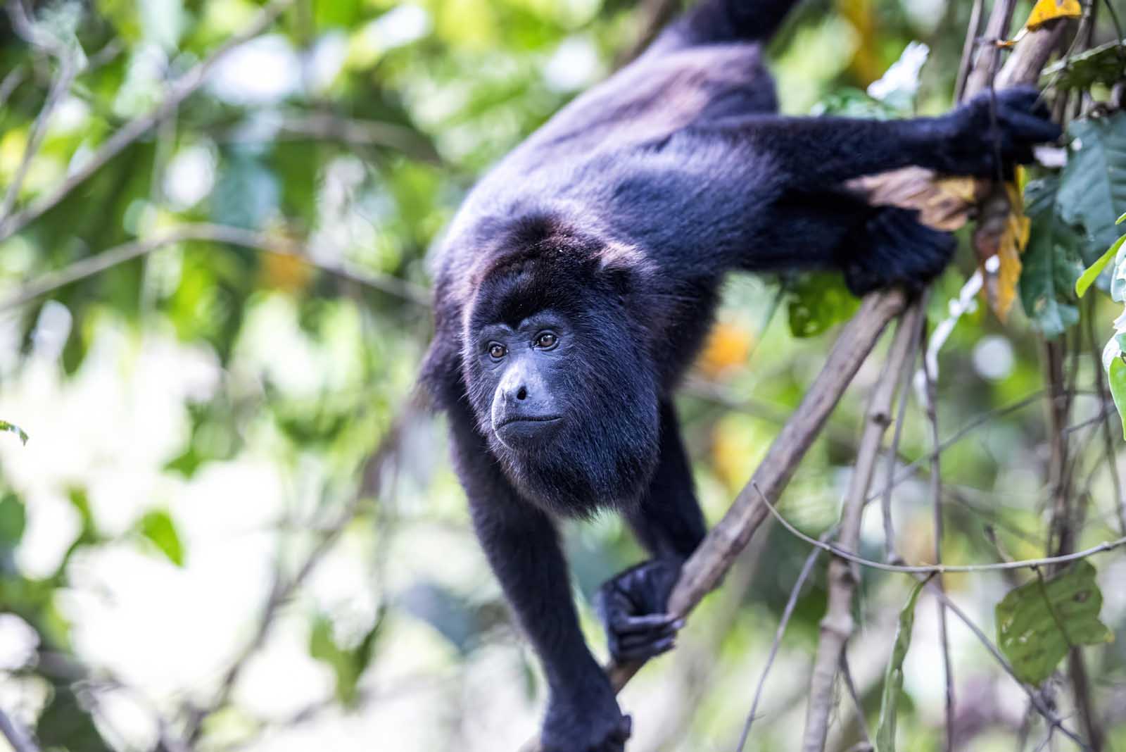 Explora San Ignacio, Belice: Tu guía definitiva de aventuras