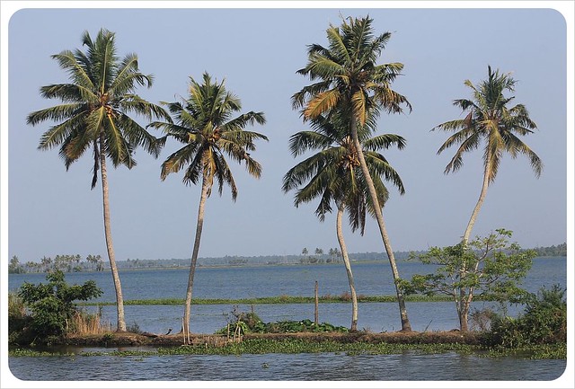 palmeras remanos