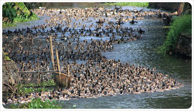 Pasacalle de patos 