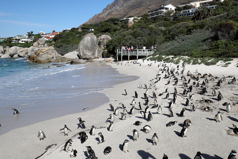 Colonia de pingüinos de la playa de Boulders