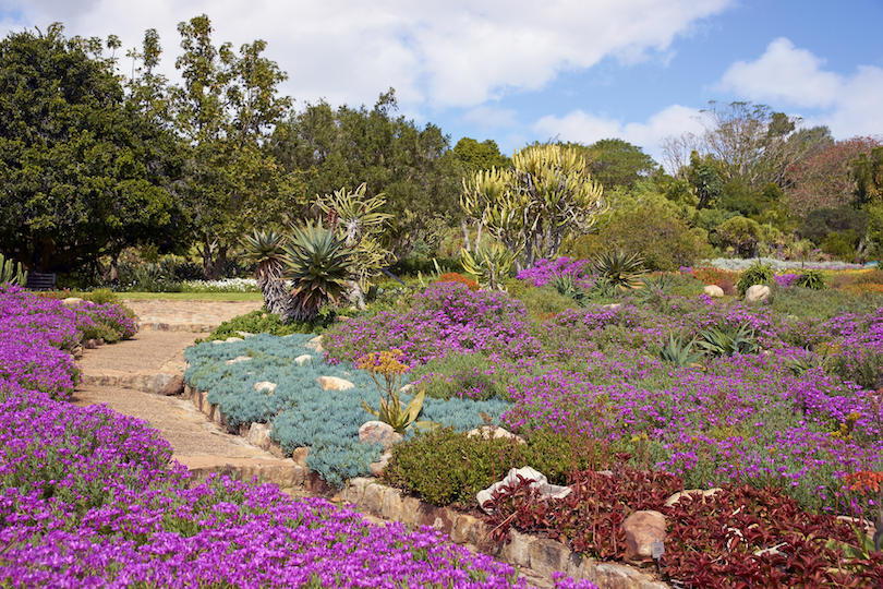 Kirstenbosch