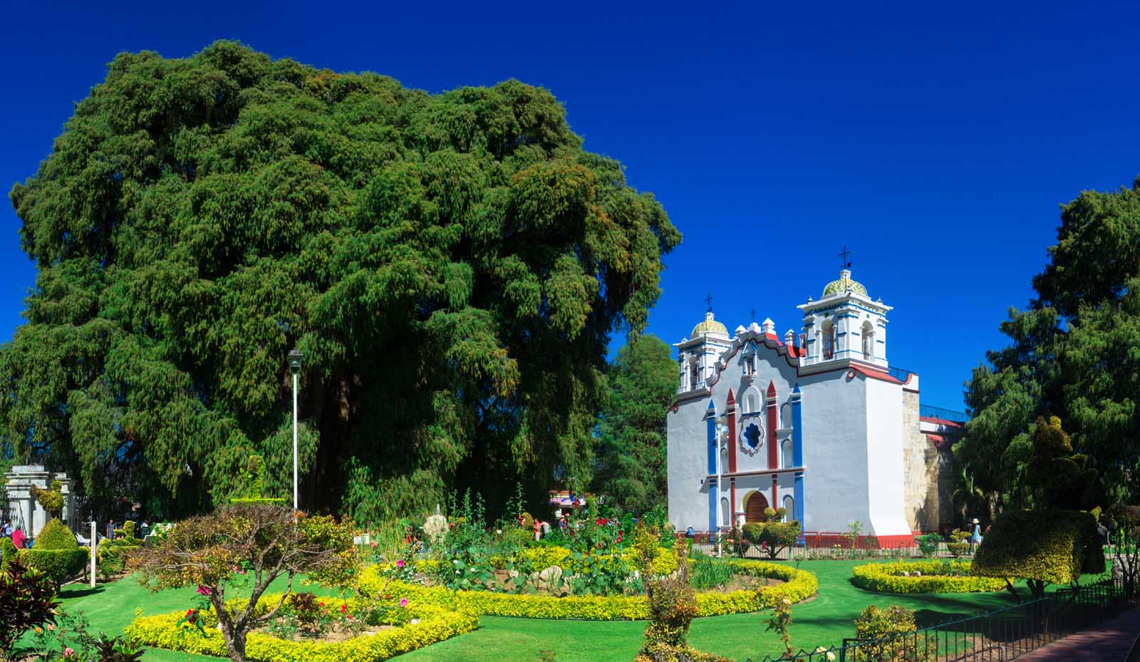 cosas que hacer en Oaxaca Tule Tree