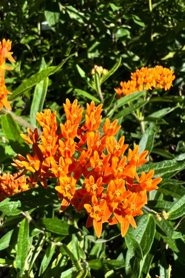 Qué hacer en Louisville Nature Center wildflower