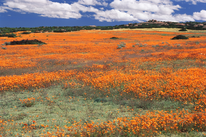 Flores silvestres de Namaqua