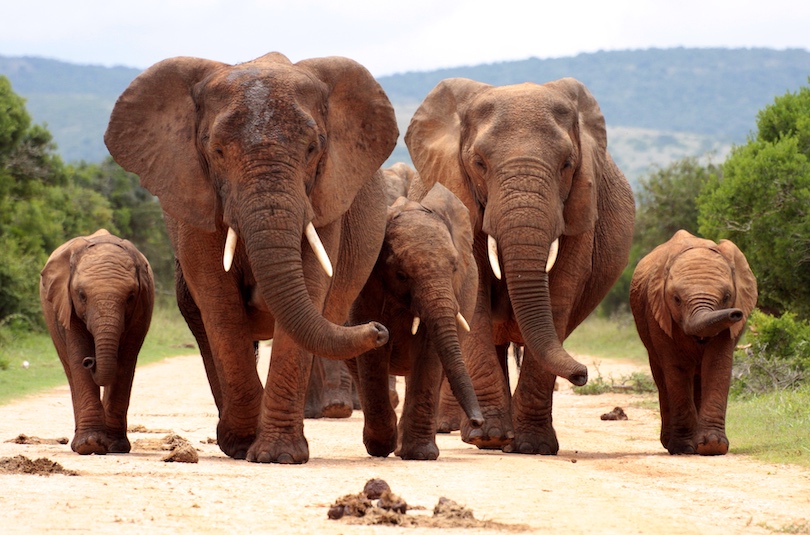 Parque Nacional del Elefante Addo