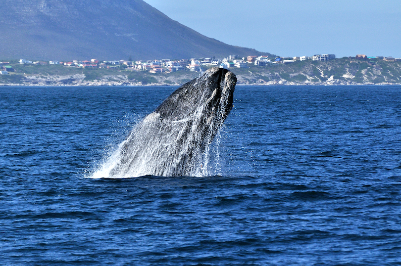 Observación de ballenas en Hermanus