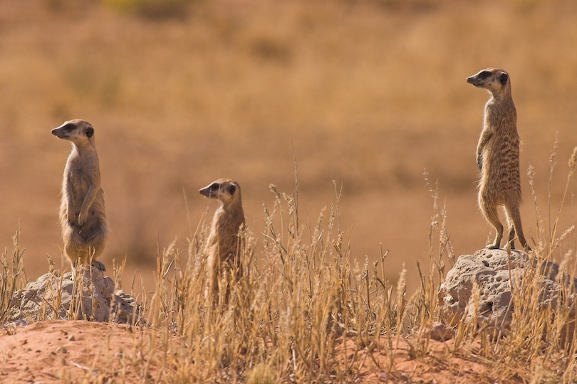 Parque transfronterizo de Kgalagadi