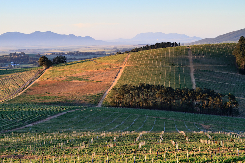 Cape Winelands