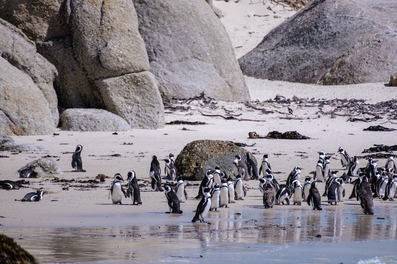 Colonia de pingüinos de Boulders