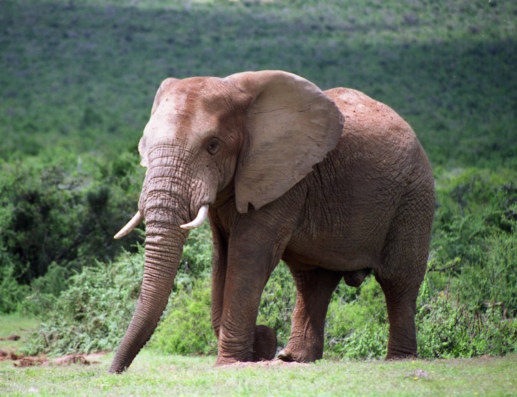 Parque Nacional del Elefante Addo