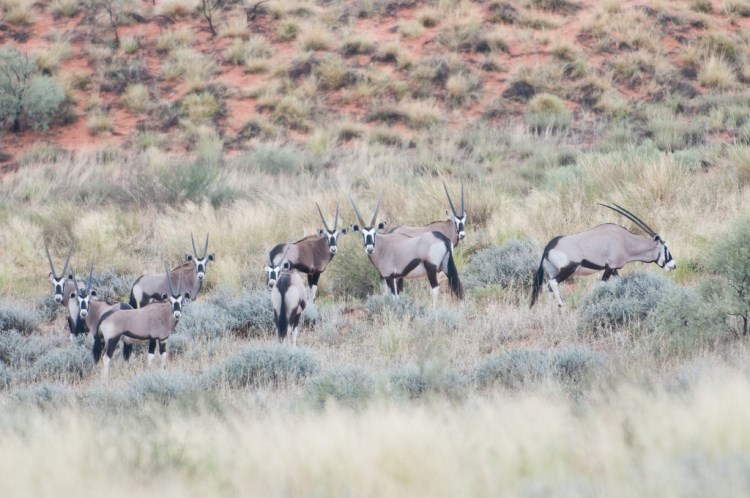 Parque transfronterizo de Kgalagadi