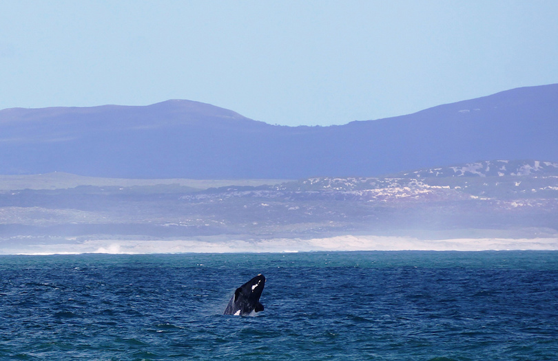 Hermanus