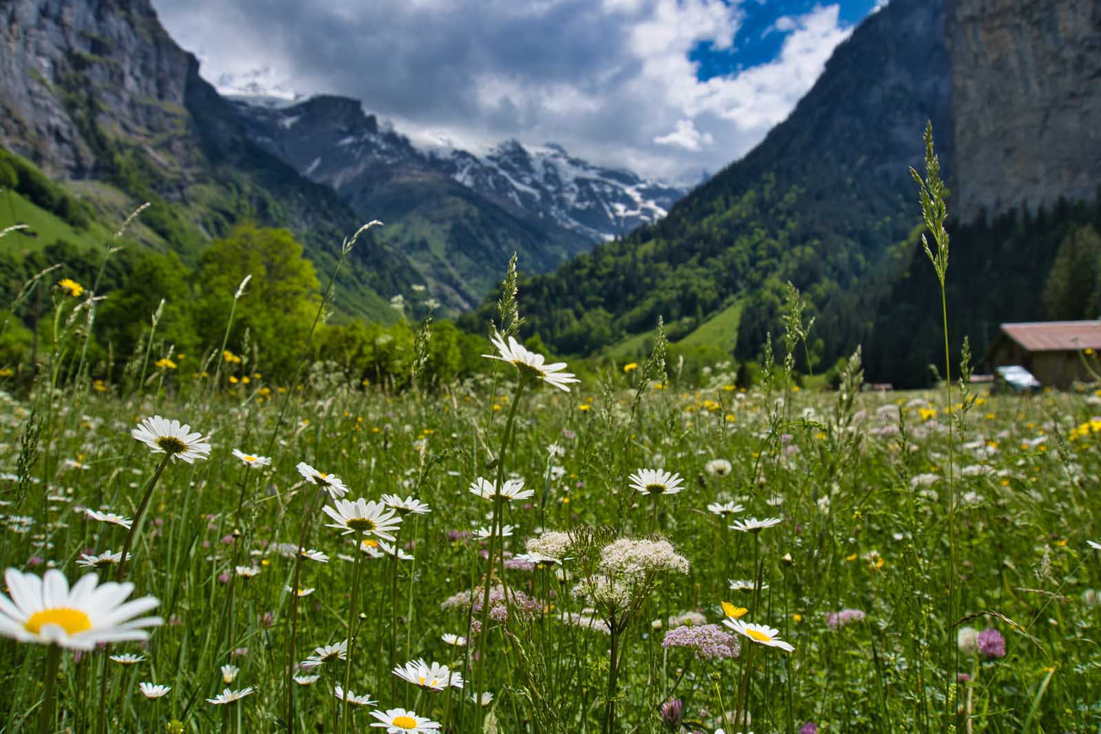 Qué hacer en Interlaken Allmendhubel Flower Trail