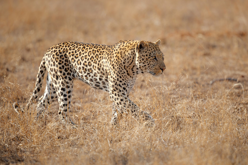 Reserva de Caza Sabi Sands