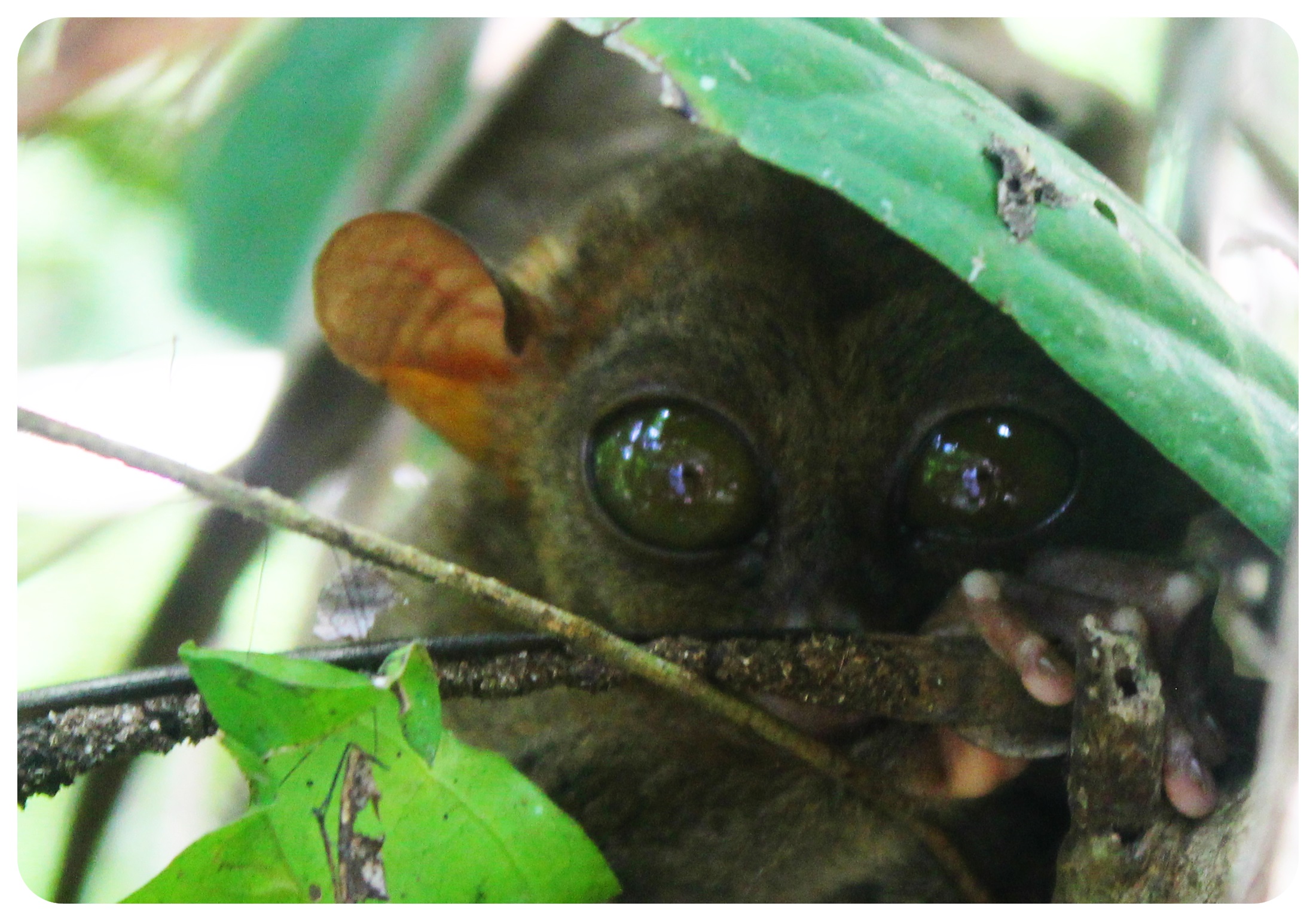 tarsier en bohol