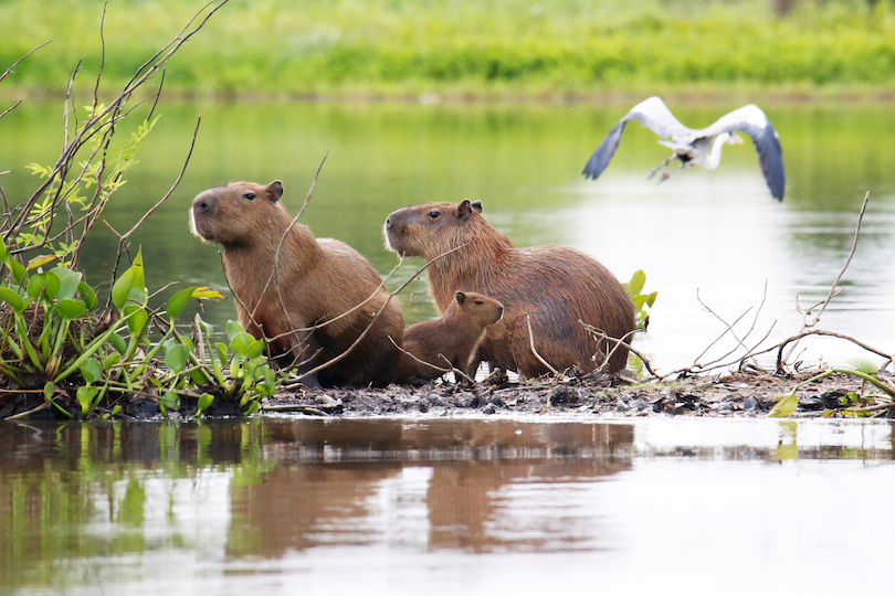 Capibara