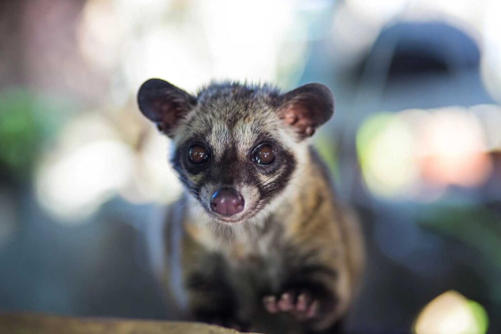 Celebrando el primer Día Mundial del Civet: Iluminar la difícil situación de la producción de café de Civet