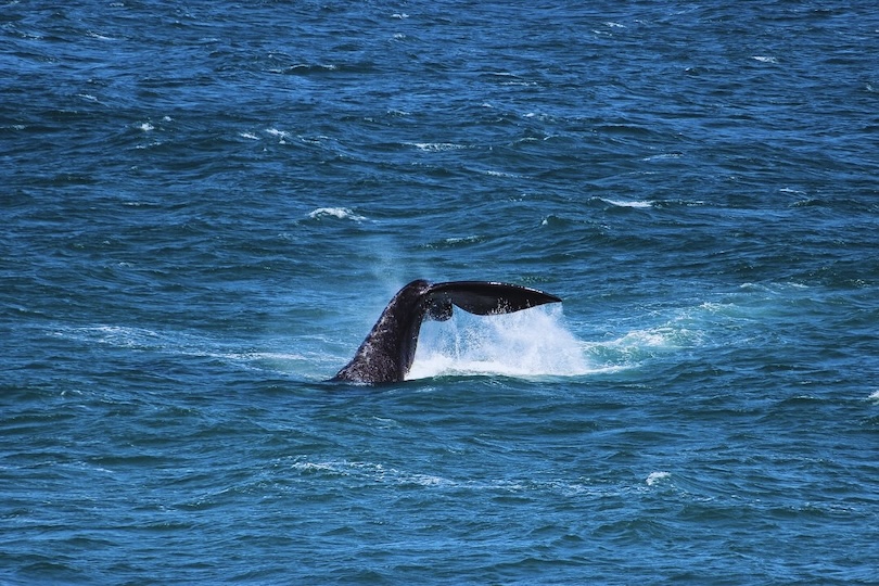 Avisto de ballenas