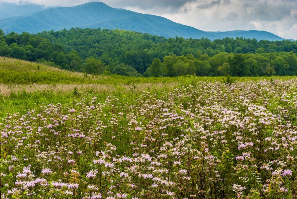 Parque nacional de las Great Smoky Mountains