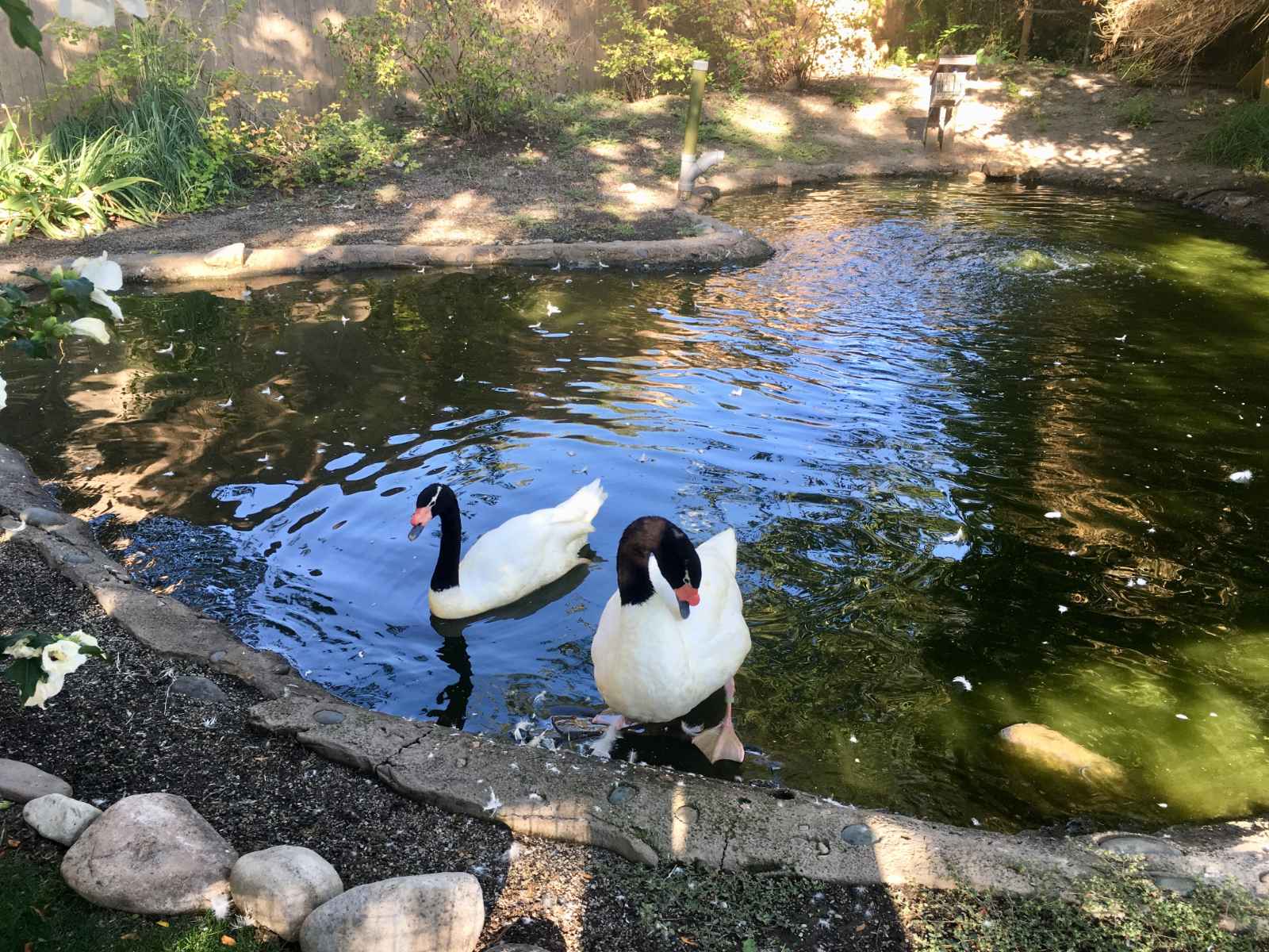 Qué hacer en Salt Lake City - Tracy Aviary & Botanical Gardens