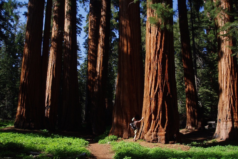 Sequoia y Kings Canyon