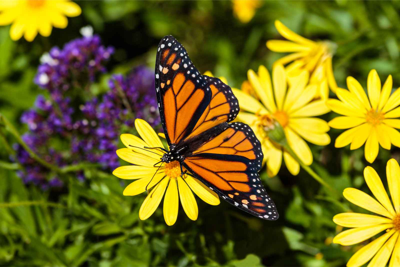 Qué hacer en Victoria BC Victoria Butterfly Gardens