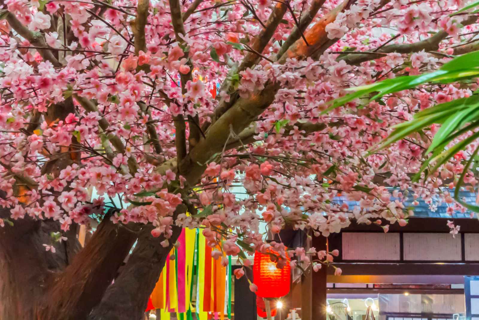 Qué hacer en Victoria BC Sakura Trees en Chinatown