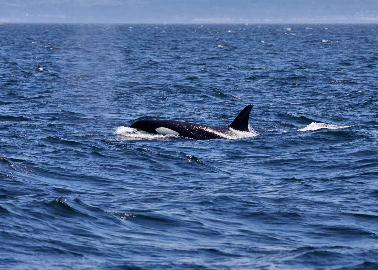 Qué hacer en Victoria BC Whale Watching Adventures