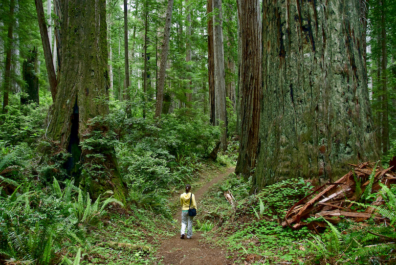 Parque Nacional Redwood