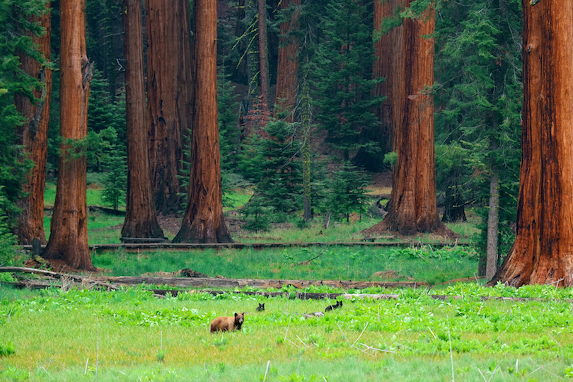 Bear in Sequoia National Park