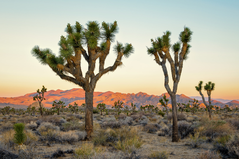 Parque Nacional Joshua Tree