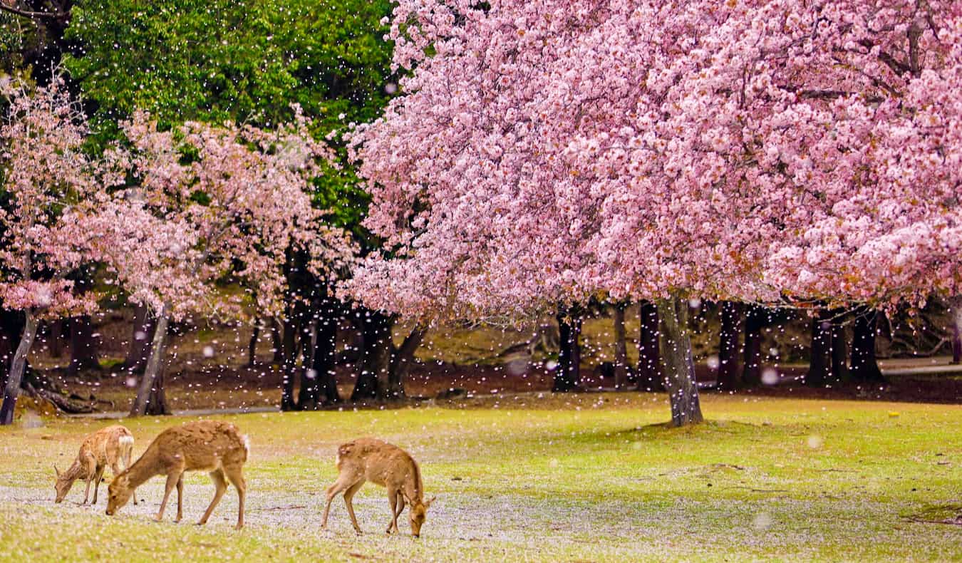 Un pequeño ciervo comiendo hierba en un parque de Nara, Japón, con cerezos que florecen al fondo