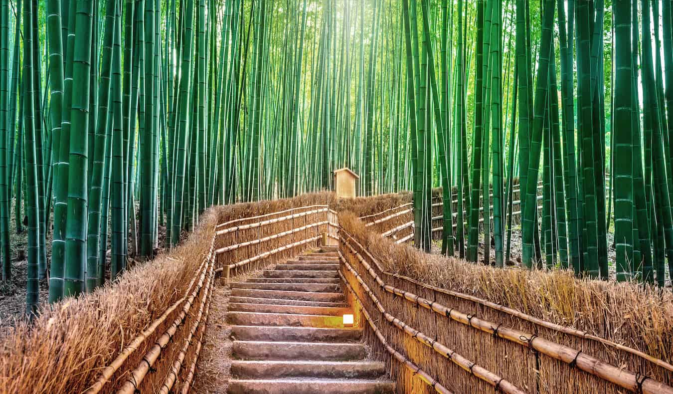 Un camino tranquilo por el famoso bosque de bambú en la hermosa Kioto, Japón