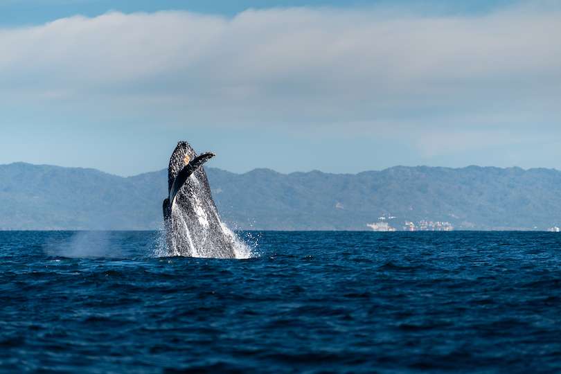 Ir a observar ballenas