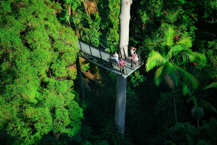 Paseo cielo de la selva tropical de Tamborine